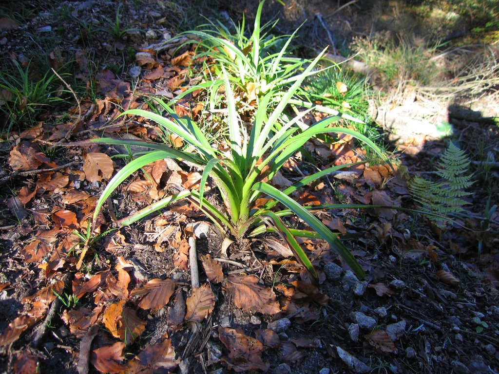 Luzula sylvatica